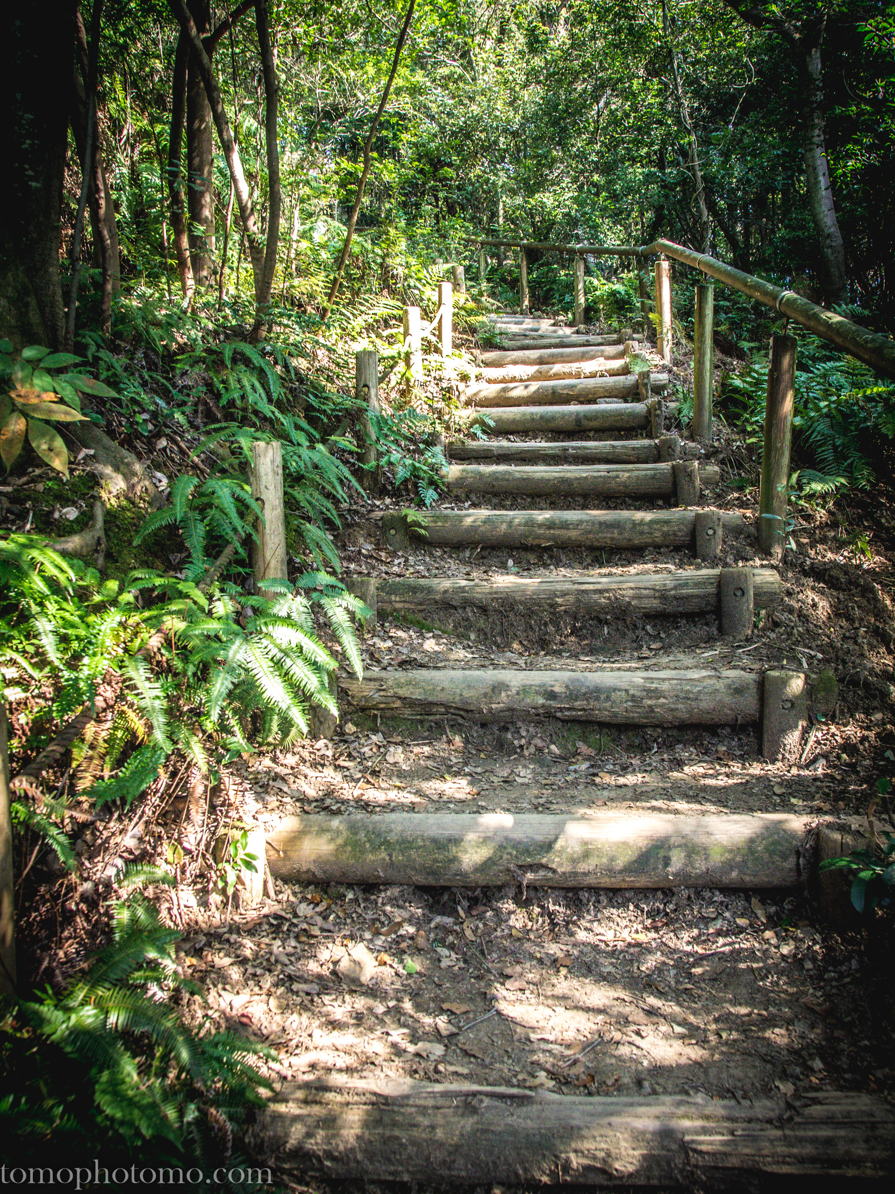 どんぐりの山